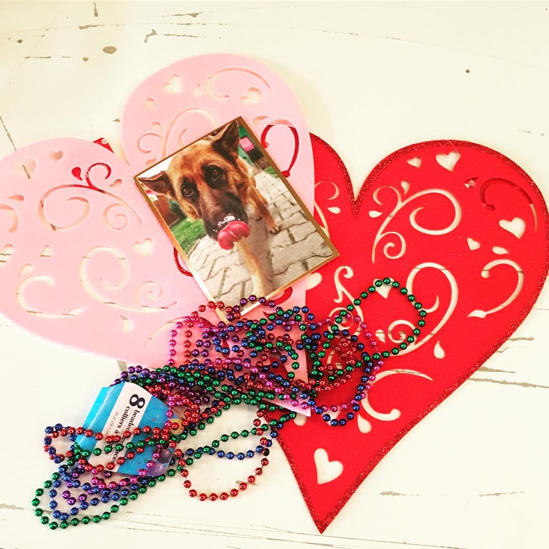 PoRRtlandOR's tweet image. Portland Pedal Power on Instagram: “Happy Valentines/ Mardi Gras/ Chinese New Year !!! ❤️🎉🐕 #valentines #chinesenew rightrelevance.com/search/article…