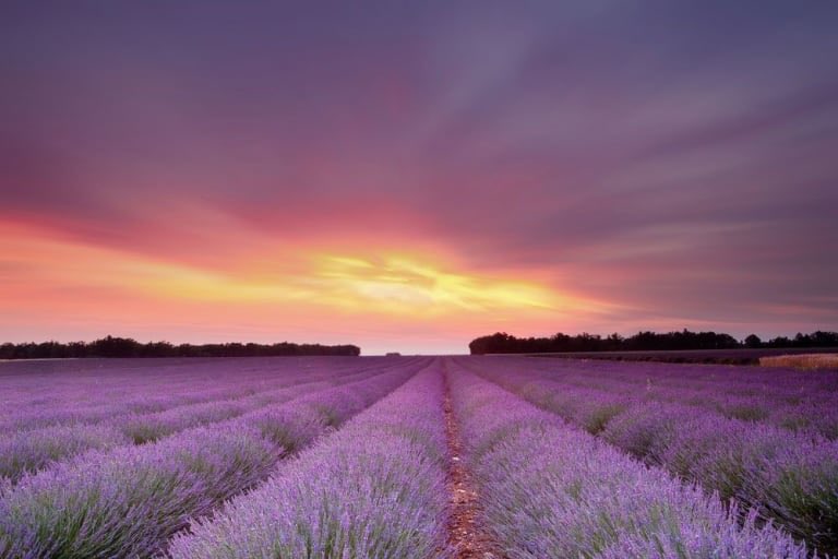 TravelerTribe's tweet photo. The Lavender Fields in Provence, France https://t.co/YojN9vDEKd