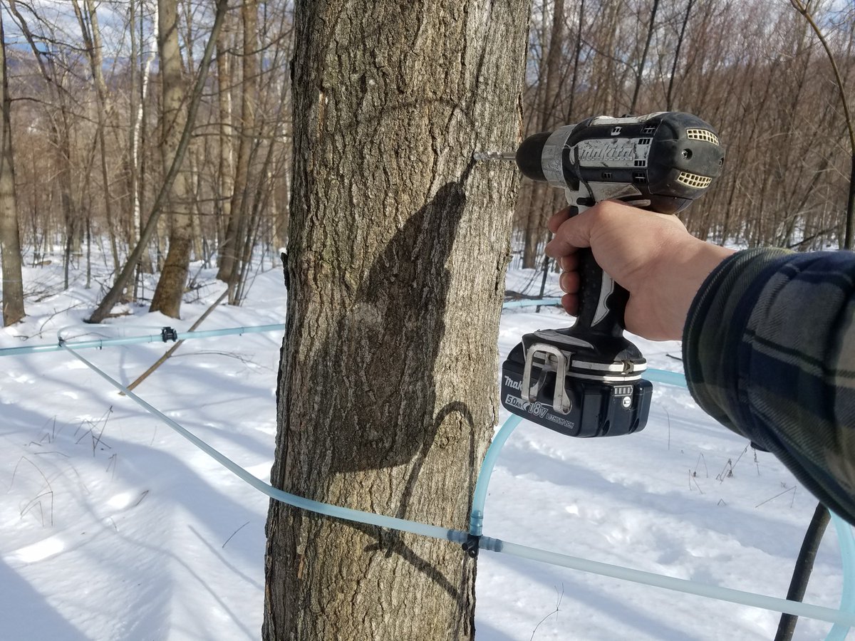 Slopeside Syrup tweet media