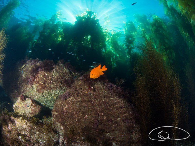drysuitdive's tweet photo. California Technical Diving: It’s the Catalina Wine Mixer https://t.co/MBpAaJvpoL https://t.co/F4RcKiBM7U