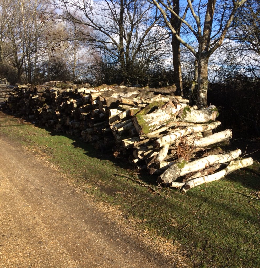 nf_commoner's tweet photo. The New Forest is a living breathing working forest #realnewforest @NewForestUK look this half term but don’t climb @Shared_Forest https://t.co/Q8q9UhO5qU