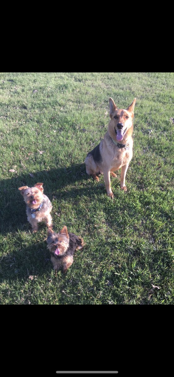 blw12bb's tweet photo. #ellenratemydog https://t.co/Q9xdba7zoV