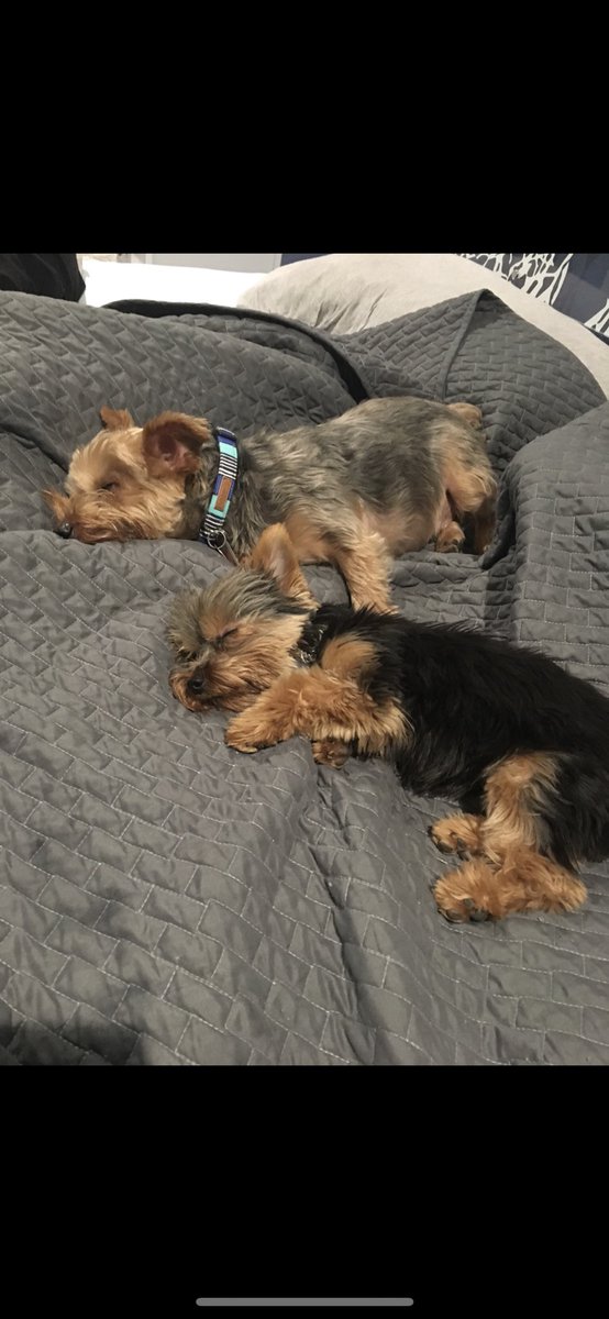 blw12bb's tweet photo. #ellenratemydog https://t.co/wYbUTH9LlP