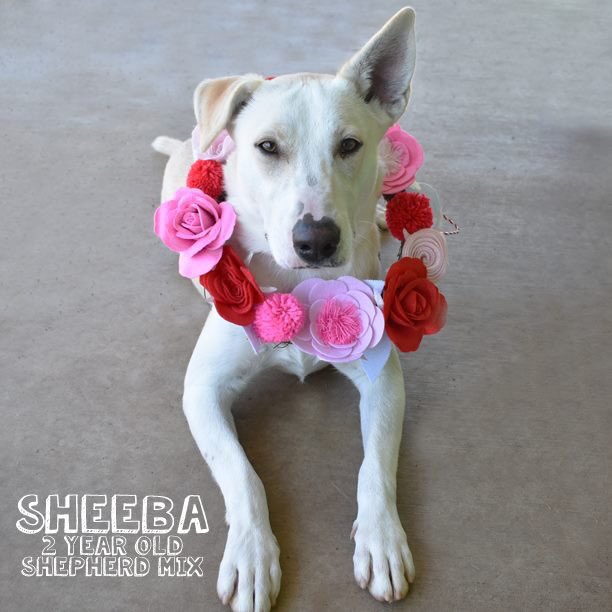 Hi! I'm Sheeba! I got all dressed up today hoping to find my forever love! I'm only two years old, If you need a sweetheart this Valentine's Day then I'm your girl! I'll be waiting! As part of the Furever Love adoption special, I am only $50 to adopt!