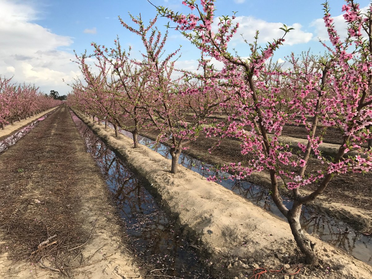 Another sign of the 'new' 2017-2018 drought - stone fruit being irrigated in February because we've had so little rain in California's San Joaquin Valley (and very little snow pack in the Sierra's to our east accuweather.com/en/weather-blo…