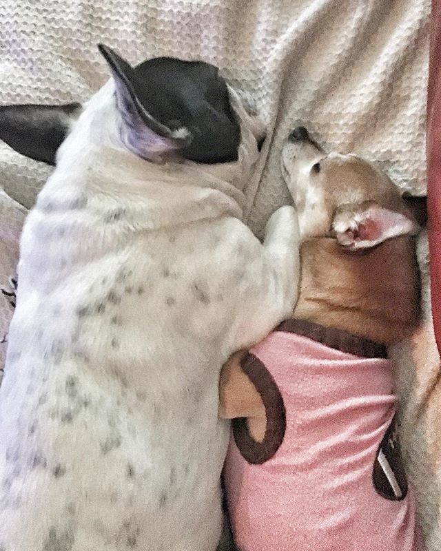 DCFrenchBulldog's tweet photo. . #heyGoogle set snooze till Friday. #bonniethefrenchie #meema #frenchbulldog #friends #cute #picoftheday #pieds #chihuahua #chihuahuas #chihuahuasofinstagram #dcchihuahua #dcdogs #frenchiesofinstagram #frenchbulldog https://t.co/wRdxOenSN7 https://t.co/CkvQtKWx0h