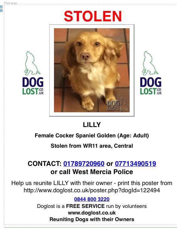 Mollie the Pug tweet media