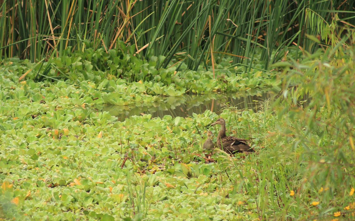CorazonOSC's tweet photo. En San Antonio Tlayacapan #Lago_Chapala hay 16 especies de aves consideradas en riesgo por el gobierno federal #Semarnat, el Acta de Conservación de Humedales de Norteamérica #Nawca y la Unión Internacional para la Conservación de la Naturaleza #UICN. https://t.co/uVqr4w9BqS