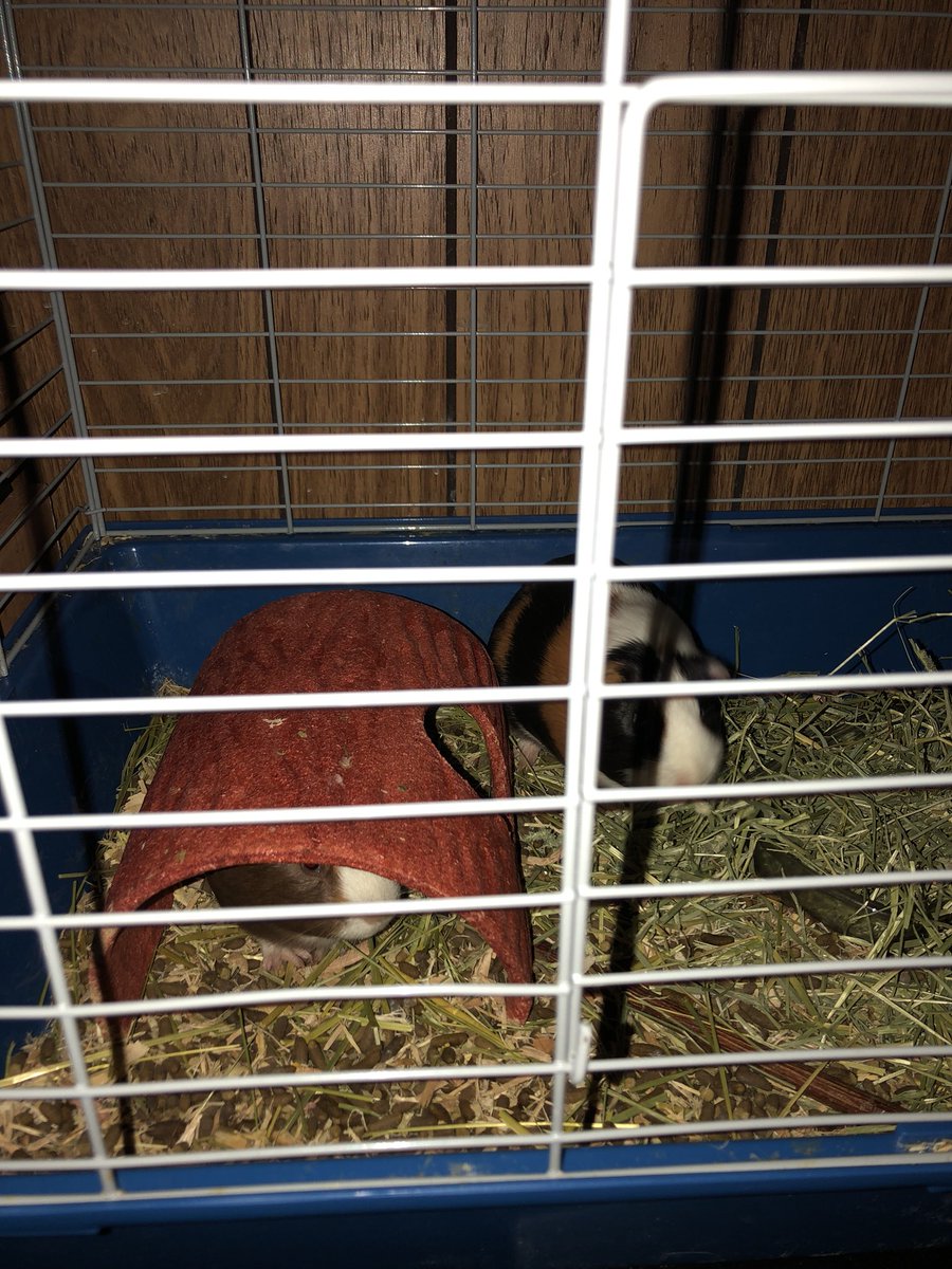 dragonflamers's tweet photo. One hides in their house while the other eats hay 😂😂#silly #guineapig #eating #snuggles #happiness https://t.co/JEe7O8V9O7