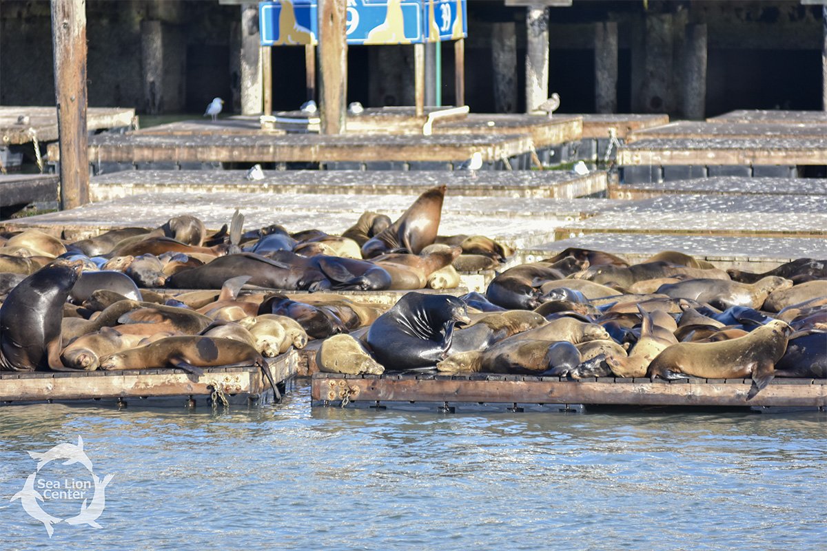 SeaLionCenter's tweet photo. There are 44 sea lions on the docks today. Come to the Sea Lion Center to learn about other places they frequent when they aren't at Pier 39. https://t.co/Mhhb9DPP49