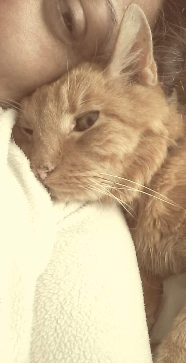 FluffyDebbs's tweet photo. @donnagocat I'm not on here much, illness &amp; life but my constant companion Reggie-cat was very active forming the #gingergang of which yr a member. At 18yrs+ he's not very well &amp; I would so appreciate yr prayers &amp; thoughts plse. He is my rock &amp; my heart is breaking😢 thank you 💜 https://t.co/ARJLticOTj