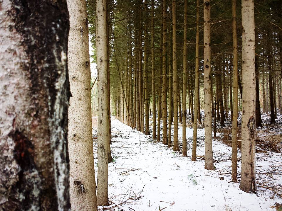 Did you know that all of the @CLOCA1 Conservation Areas are FREE on February 19th in celebration of their 60th anniversary? Make sure you take the family (or friends!) for a beautiful winter hike on Family Day! Details can be found here: bit.ly/2EAoThZ