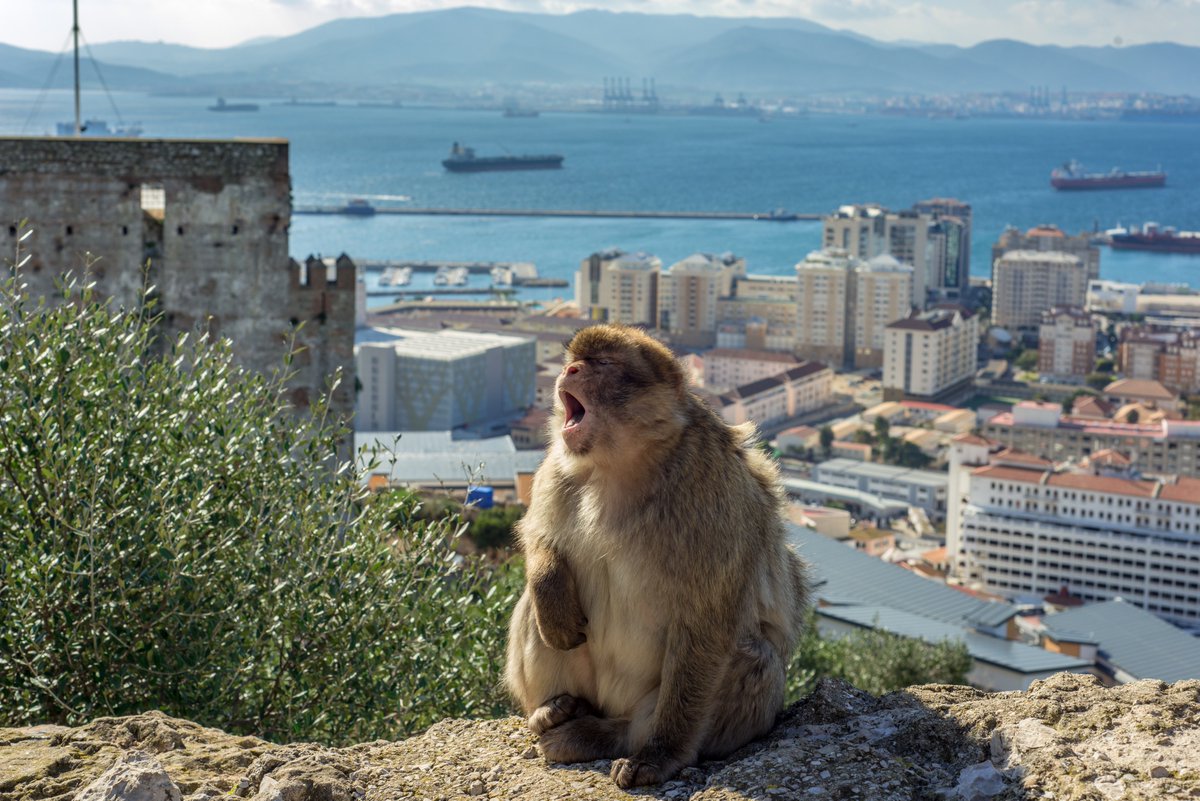 Someone's had a long day. #timeforanap #bigyawn #barbarymacaque #Gibraltar #UpperRockNatureReserve #NikonD800 #50mm