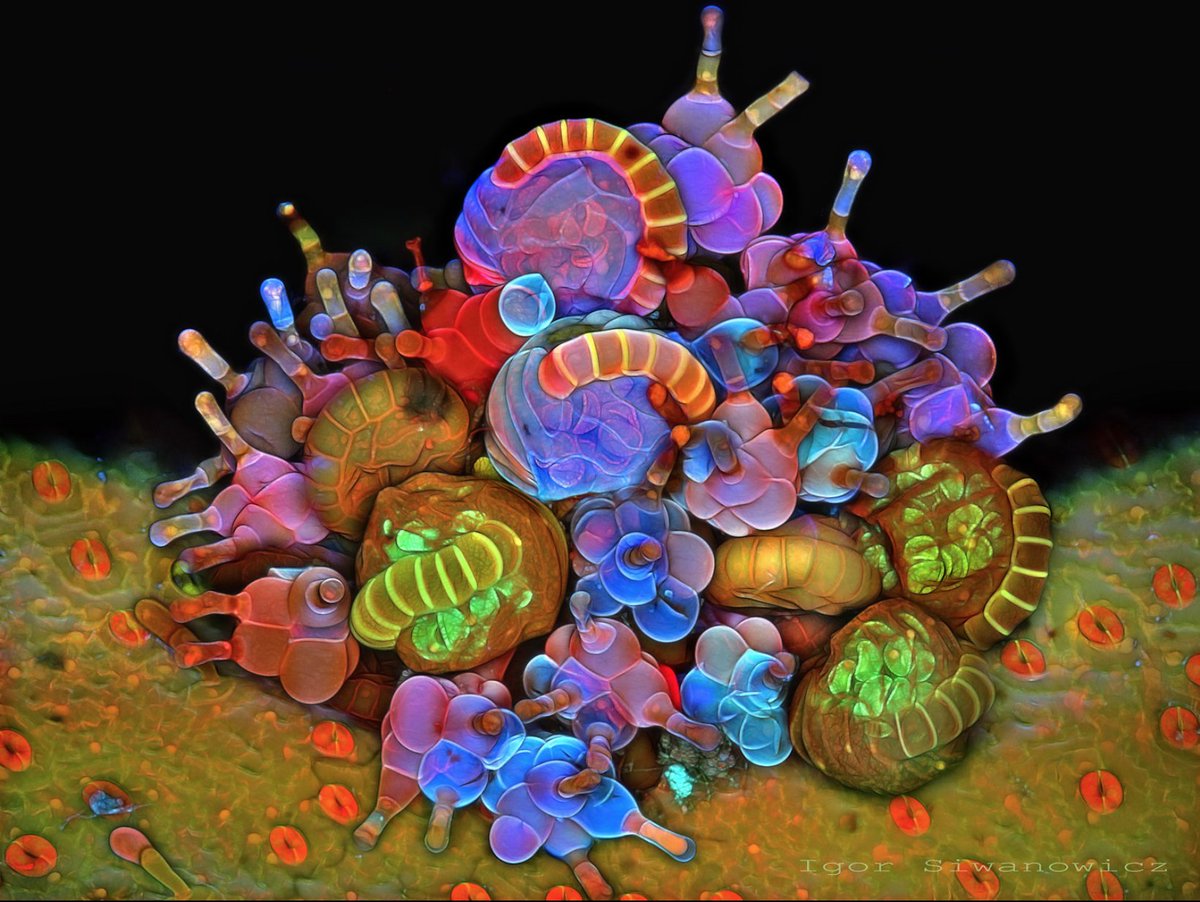 Here are some of Igor Siwanowocz' incredible #microscopy pictures! He is does research at @HHMIJanelia, and is my microscopy idol. He also won many awards at the @NikonSmallWorld
and Olympus bioscapes competitions.

photo.net/gallery/929115…

#BioArt #SciArt