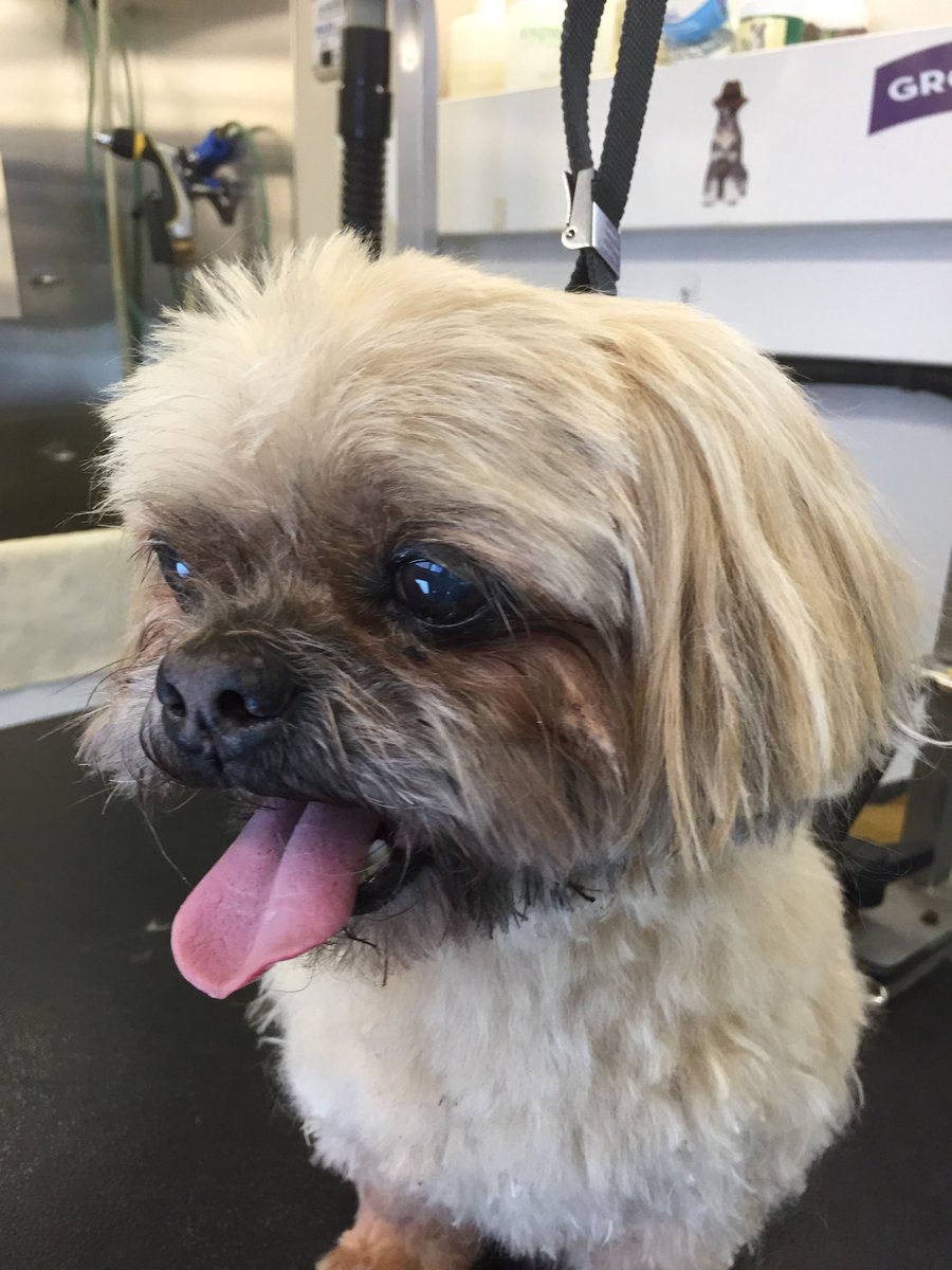 GroomAndZoom's tweet photo. #Grooming https://t.co/VIB6LM7cKI