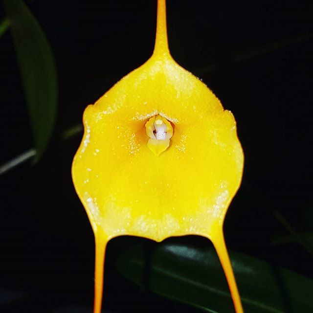 orquideasecobr's tweet photo. Masdevallia sp.

#flowers #flower #TagsForLikes #petal #petals #nature #beautiful #love #pretty #plants #blossom #sopretty #flowerstagram #flowersofinstagram #flowerslovers #flowerporn #botanical #floral #florals #insta_pick_blossom #flowermagic #instabl… https://t.co/yZ7zExWSGS https://t.co/vVhiiSWF87