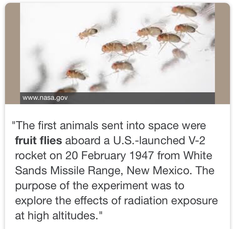 AstroFruitFlies's tweet photo. Today AMES is focusing on various projects, one of them is the Fruit Fly component of ISS

Wish I could be a fly on the wall.
#StateOfNASA https://t.co/cKzrTJdQhw