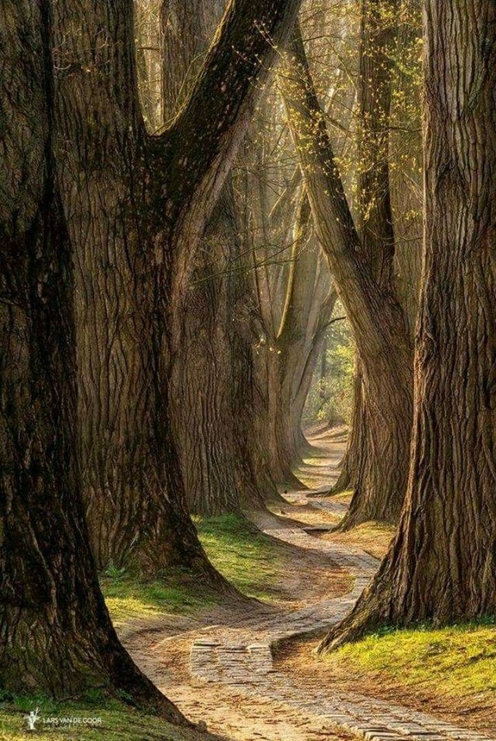 arboles_magicos's tweet photo. "Cuando frecuentaba el bosque de pequeña, me decían que una serpiente podría picarme, que podría coger una flor venenosa o que los duendes me podrían raptar, pero continué yendo y solo encontré ángeles, más tímidos ante mí de lo que yo pudiera sentirme ante ellos".
Emily Dikinson https://t.co/0rnGD5FcXz