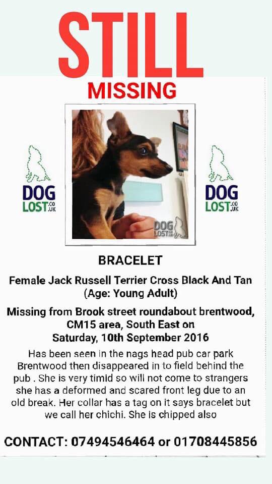 Mollie the Pug tweet media