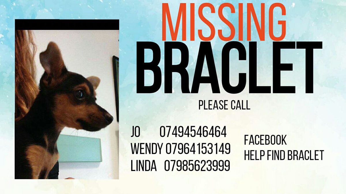 Mollie the Pug tweet media