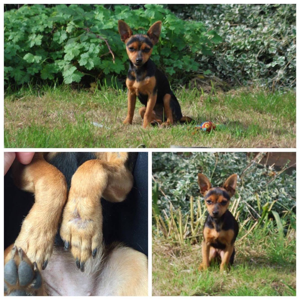 Mollie the Pug tweet media