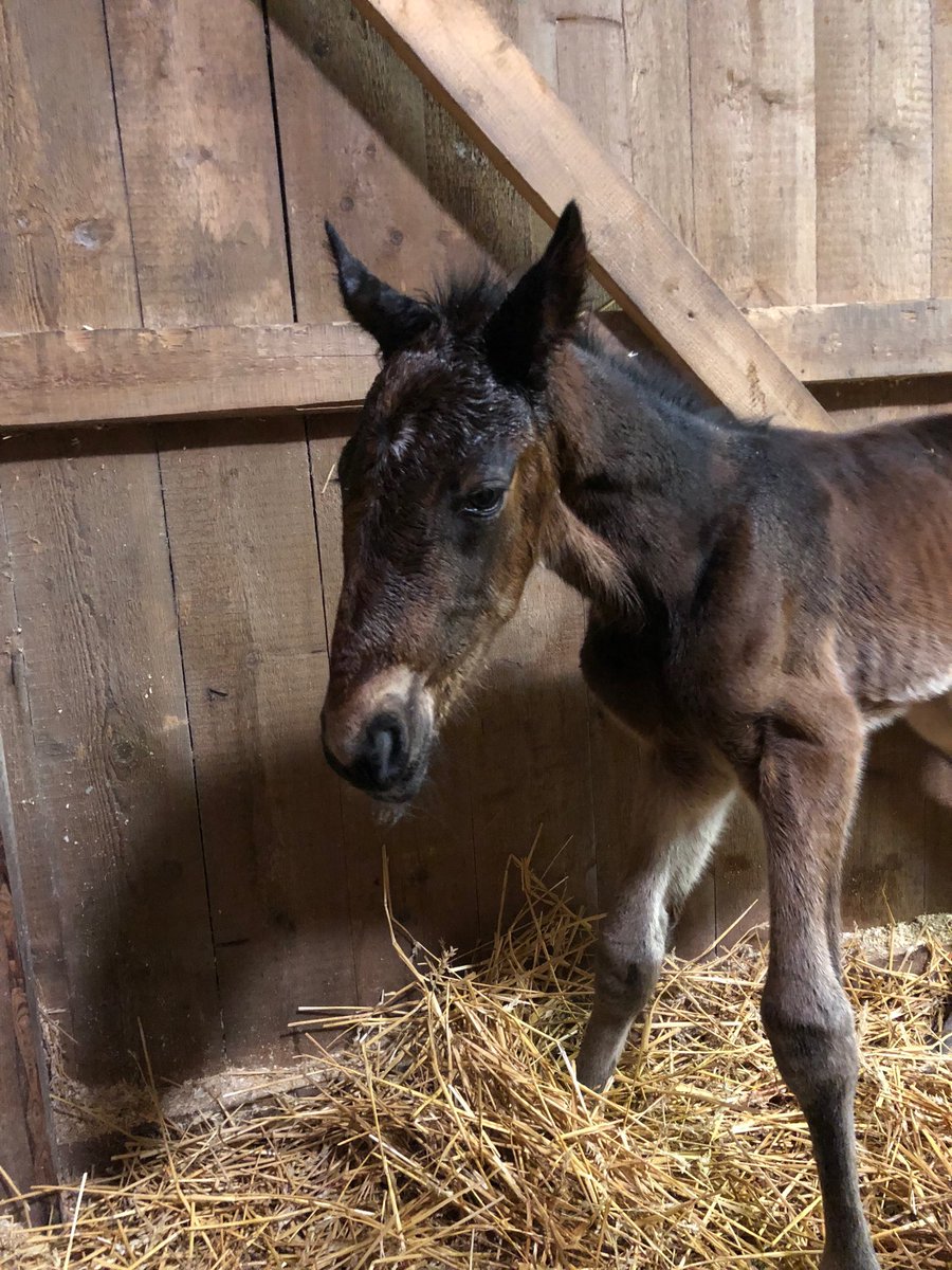 JArneng's tweet image. Årets första föl👊 Hingst efter #FatherPatrick #Define’em