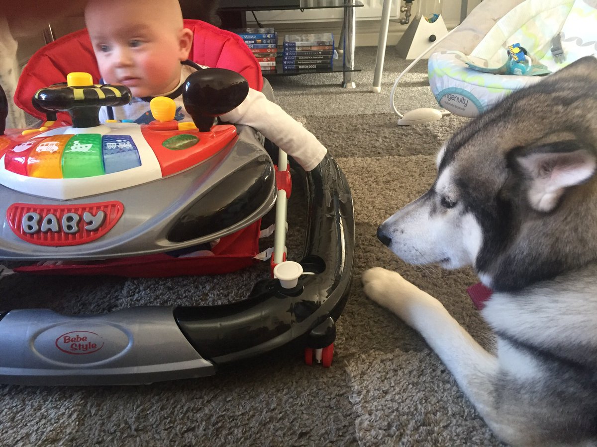 Dog Friendly Chester tweet media