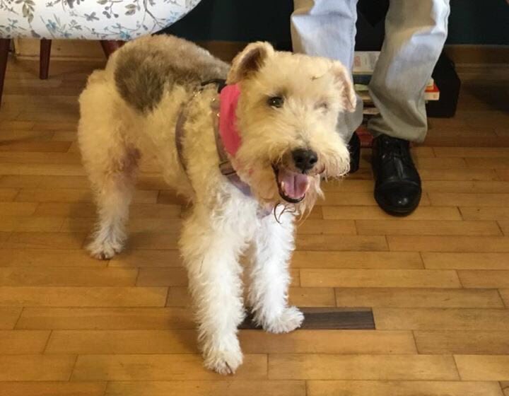 Esta perrita se ha perdido en Miraflores. Se llama DEIDRE y la última vez que la vieron fue en la calle Jorge Chávez. Si la ven por favor llamar a 991164041. Hay recompensa. Muchas gracias!!!