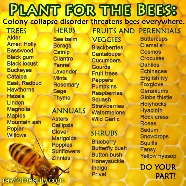 Save the #Bees! Plant Bee Friendly Plants, Avoid Pesticides. You Can Help!  #SaveBees