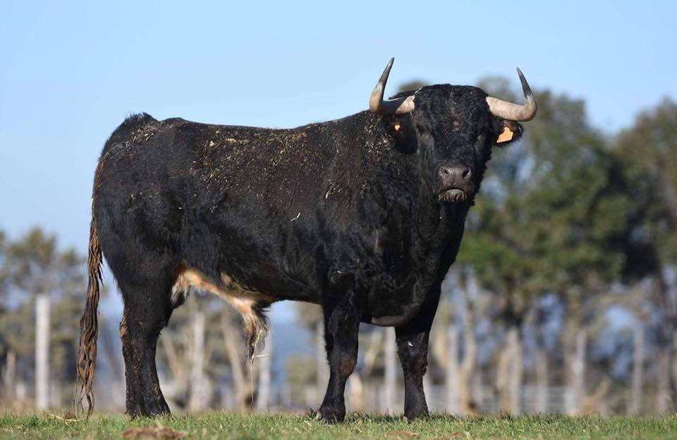 Toros de @ConchaySierra para el 22 de Septiembre en La Pobla de Farnals (Valencia). Comissió de Bous La Pobla.