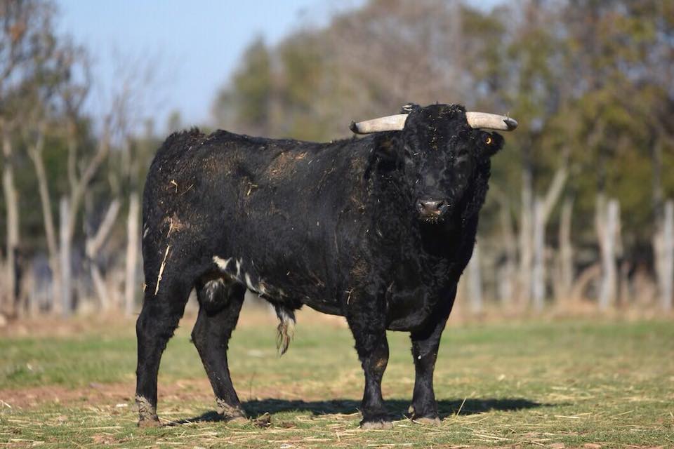 Alejandro Piquer tweet media