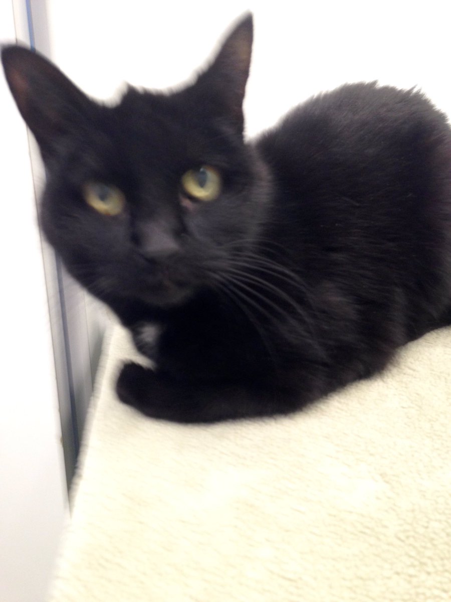 djayahuasca's tweet photo. My dad just told me he's getting the cat put down this week 😭😭😭😭 she may have been a devil kitty but she was ours. #RIPMeatball https://t.co/sQZYJJW77Y