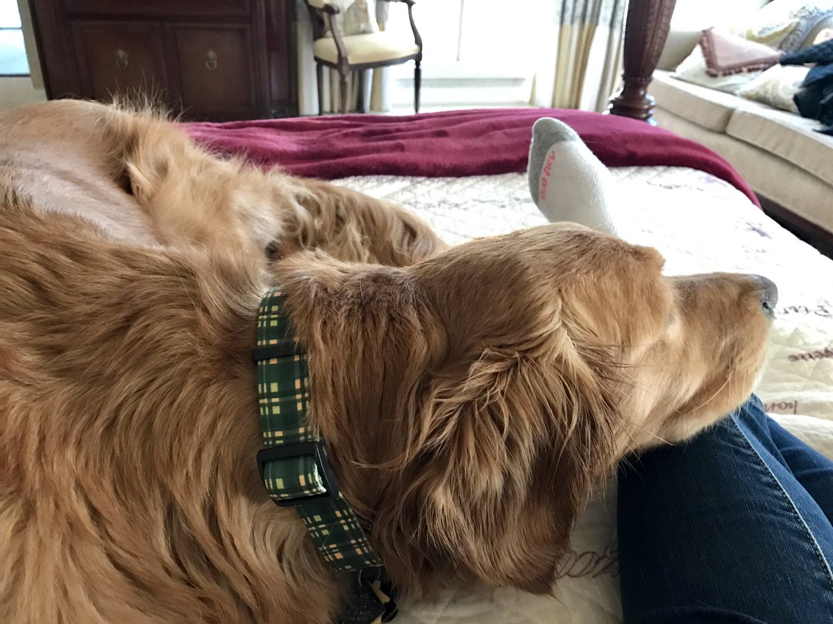 LisaFoley4's tweet photo. My loyal companion rocking his #DapperBear neckwear 💚💛 https://t.co/VsN19Ilo1L