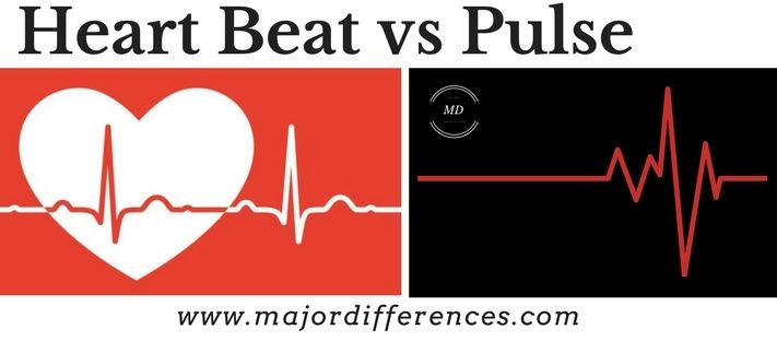 BiologyExams4U's tweet photo. How is Heart beat different from Heart Pulse? See the difference. https://t.co/7h9lSzkHlp
#biology #apbio #igcse #neet #gcse #edexcelbio #heartbeat #difference #human #humanbody #medicalterminology #medicalbiology #HumanBody #HUMANBIOLOGY #majordifferences https://t.co/PYZcHd4npp