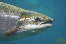 4entoFEED's tweet photo. First insect-fed salmon launched #InsectMeal https://t.co/l2akfWyVQe https://t.co/7TP99xO3Zt