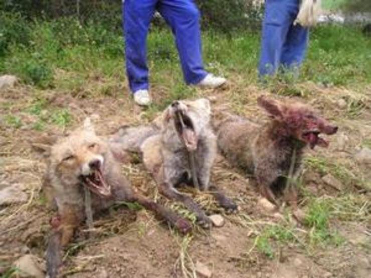 pardodevera's tweet photo. Mira estas fotos. 
¿Te gustan? 
Da las gracias a #Feijóo por la #cazadelzorro 
Actividades como ésta embrutecen a las sociedades y les impiden civilizarse. 
Para que les sigan votando, supongo.
La #Galicia que quieren. 
Para llorar. 
#NoAlMaltratoAnimal https://t.co/PHxaVWNzXa