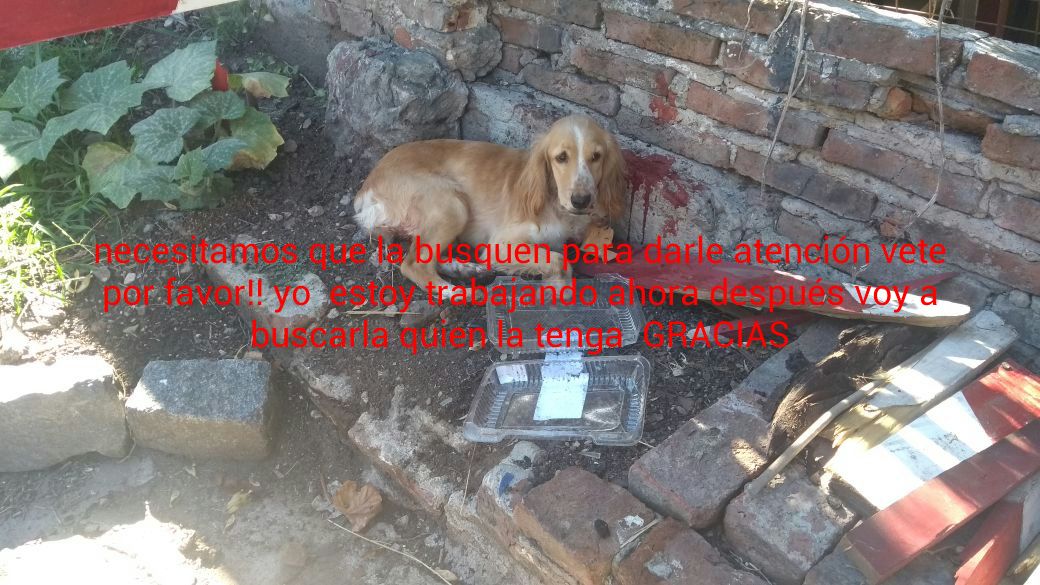 majomasmaja's tweet photo. Esta en la garita del tren sarmiento. En Donato alvarez flores. Parece q la atropello el tren. Necesitamos encontrar sl dueño https://t.co/9Vhw5UFI8f