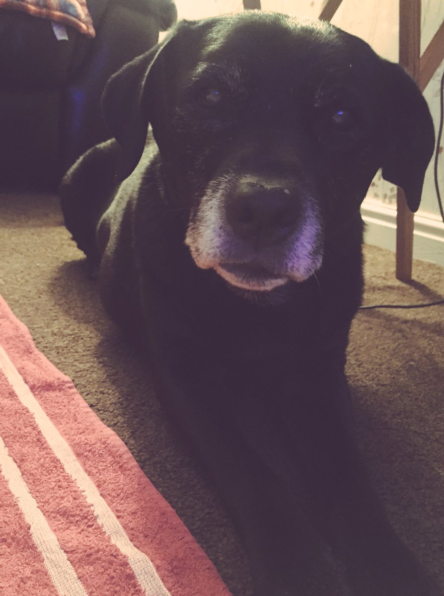 tmachub's tweet photo. Week 9/16 Marathon training! 😳 tonight included Strength #3 after a couple of floor exercises I felt a warm breathe down my neck...no not the hubby coming to join me! (He was on his run session) But the dog! thanks mate for your company #blacklabx #marathontraining #run https://t.co/Gmtyw6Pljw