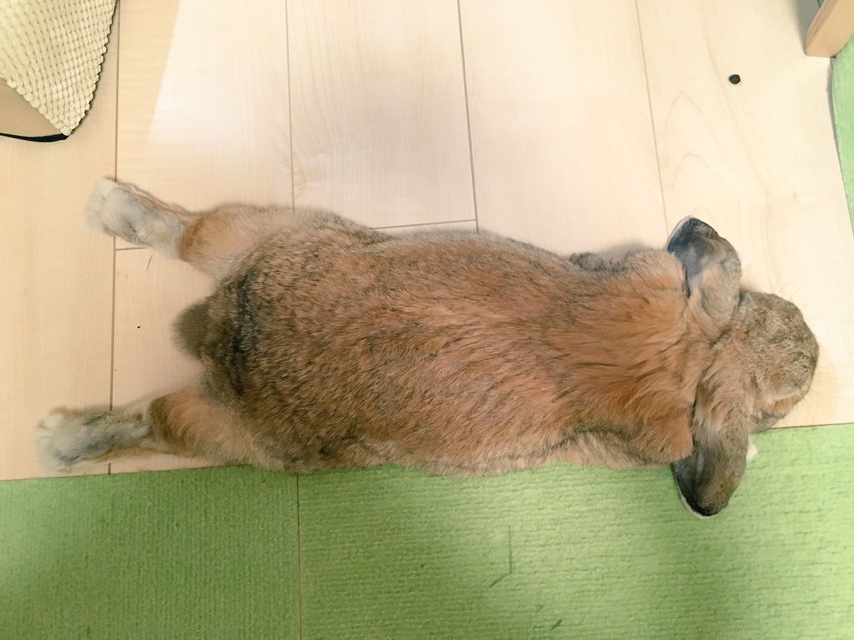 ぺったんこうさぎ ぺったんこうさぎ
