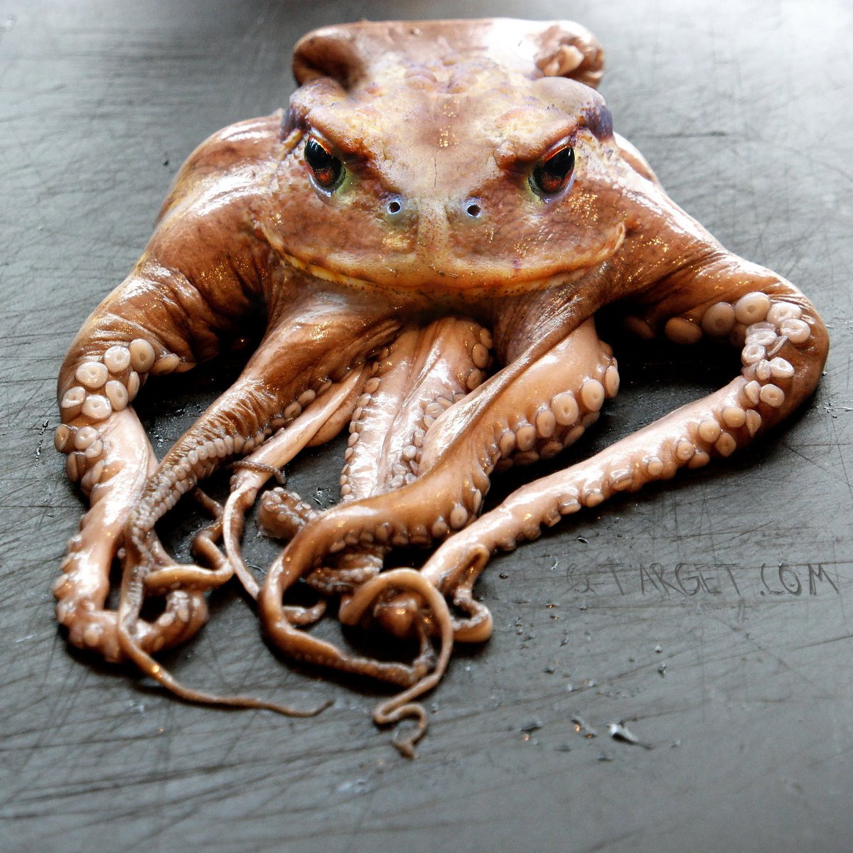 animangles's tweet photo. Frogtopus (upvote it here if you feel the need: https://t.co/0LKYRnZZ2C) #animangles https://t.co/zmwbd2iEi6