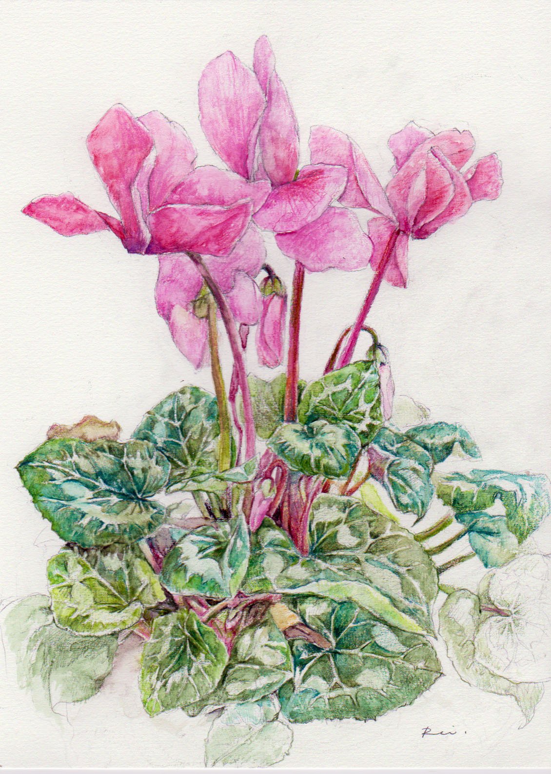 モウセンゴケ 原画 現代アート 絵画 画家 多肉植物 苔 キモカワ ポップ 創作 水墨画と塊根植物。 めちゃめちゃ相性の良いプロジェクト
