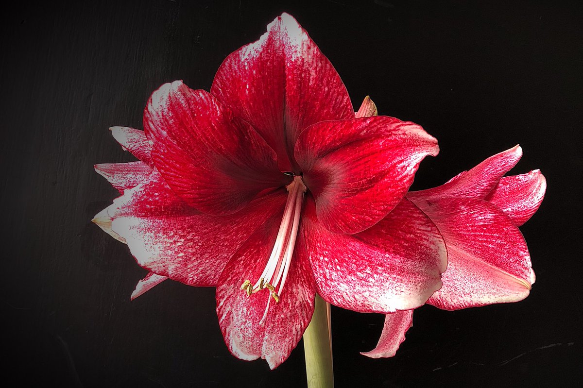 HortErotica's tweet photo. Big! Bold! Beautiful! ❤️ #Hippeastrum 'Daphne',
at just over 9 inches (23 cm) across she makes quite a statement! #IndoorBulbs #Amaryllidaceae https://t.co/QmIXVbS62e