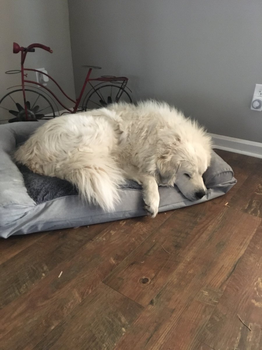 jonny16o's tweet photo. The queen of her pack #puppylion #greatpyrenees #puppy #notreallyapuppy #packof4 #welivethelife https://t.co/ftlyNPsj1R