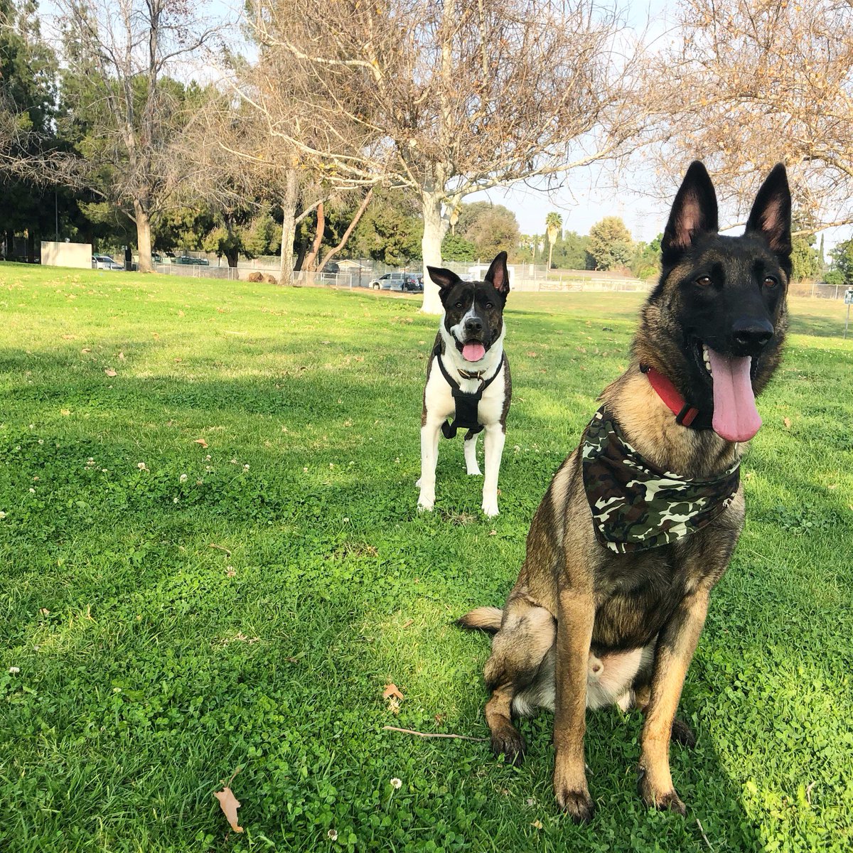 MasterDog22's tweet photo. Doggie daycare 🐾😊 Grooming, daycare, training, and more! 818-290-9411 https://t.co/6mb9SuTJzX #grooming #daycare #training #dogtrainer #maximbasyro #royaldogacademy #clean #professional #doghotel #boarding #bootcamp #obedience #northridge https://t.co/Bg3YI9UbuH