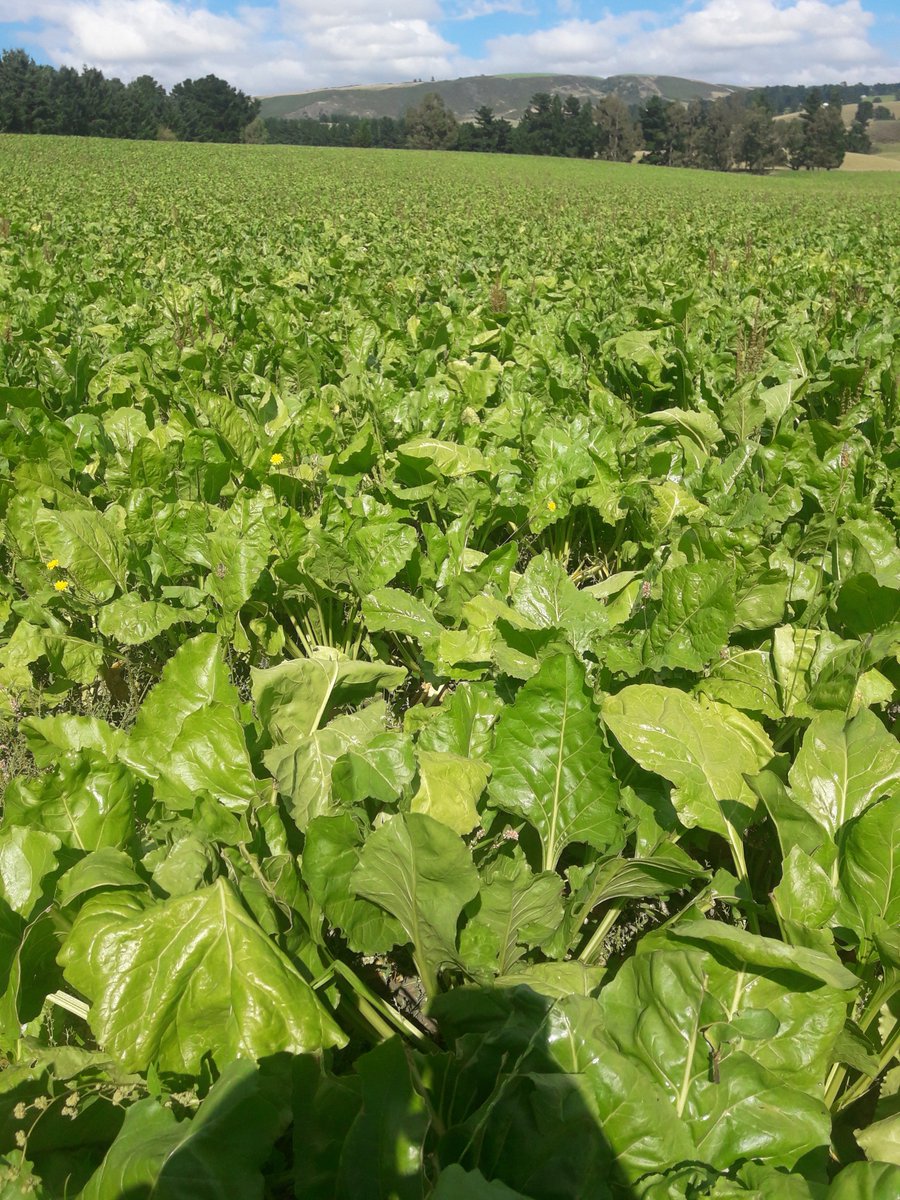 Castlerock_Rams's tweet image. #robbos fodder beet. Starting to look quite good.
It&apos;s powerful tucker. 
💩 pun I know.