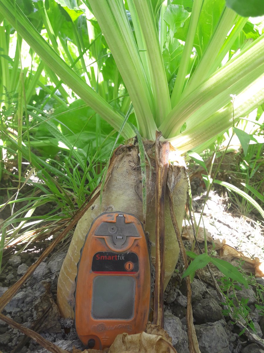 Castlerock_Rams's tweet image. #robbos fodder beet. Starting to look quite good.
It&apos;s powerful tucker. 
💩 pun I know.