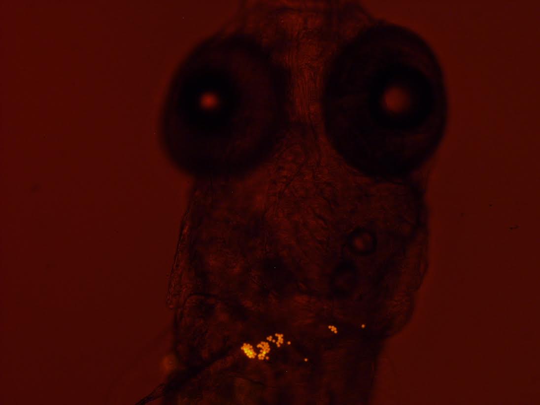 Some hauntingly beautiful images coming out of the fluorescing microscope today. The glowing bits are plastic. The head belongs to a zebra fish larvae. #charismaticData #plasticPollutes #pollutionCinema