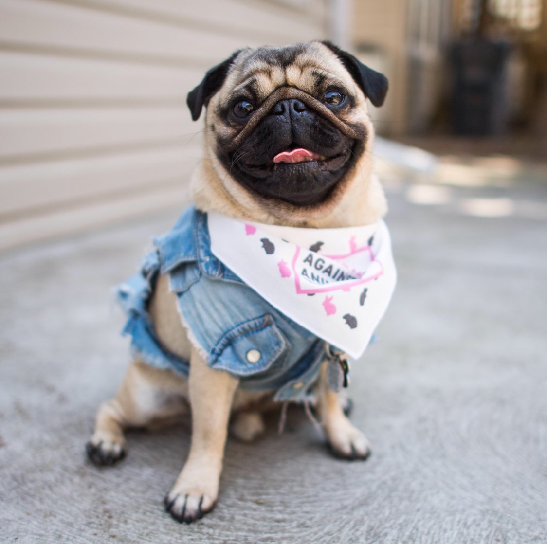 Casual cool 😎 Loving this pup, and his outfit. Have a great start to your week!

Great 📷 by: <a href="/thedogist/">The Dogist</a> 

#Dog #adorable #casual #denim #style #doglife