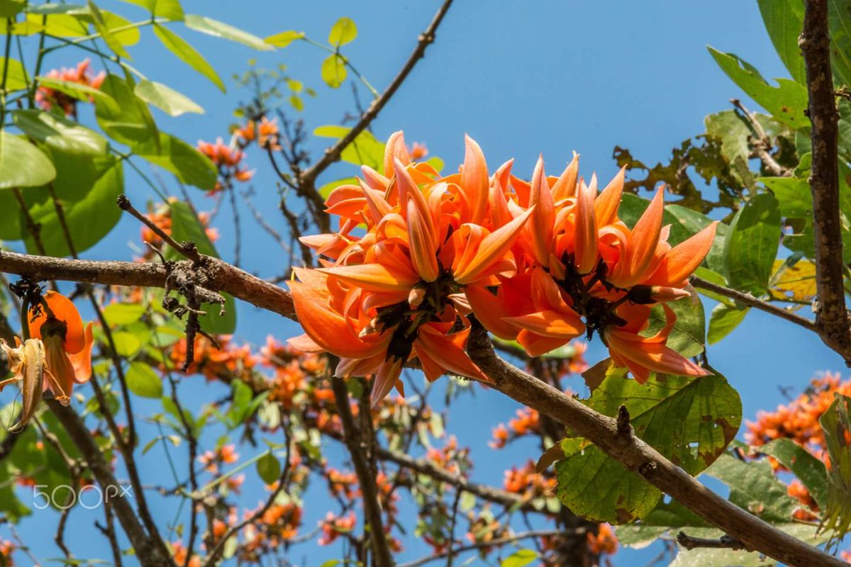 BCF_BCCB's tweet photo. First day of spring in Bangladesh . Greetings to all who is celebrating. #pahelafagun🌾 #Bengalispring🌿🍃🌻🌼 #BCF_CANADA https://t.co/Vv3HrWil0L