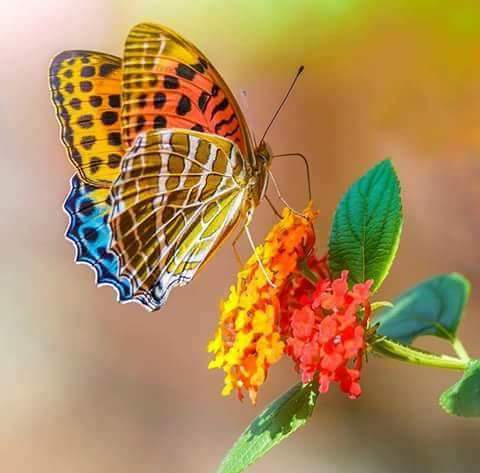 BCF_BCCB's tweet photo. First day of spring in Bangladesh . Greetings to all who is celebrating. #pahelafagun🌾 #Bengalispring🌿🍃🌻🌼 #BCF_CANADA https://t.co/Vv3HrWil0L